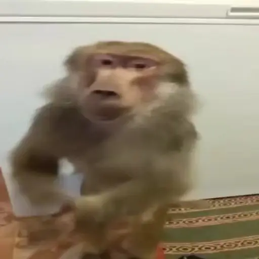 monos y changuitos ⁷ 🦧🦍🐒