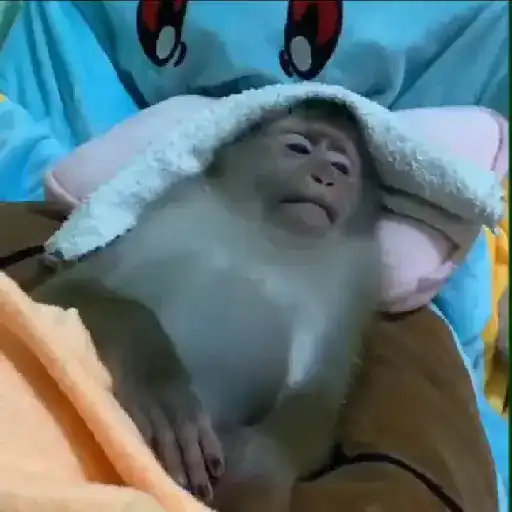 monos y changuitos ⁷ 🦧🦍🐒
