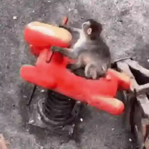 monos y changuitos ⁷ 🦧🦍🐒