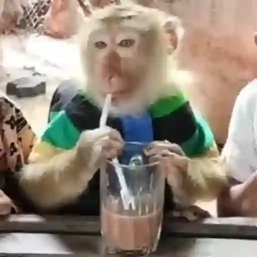 monos y changuitos ⁷ 🦧🦍🐒