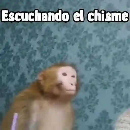 monos y changuitos ⁷ 🦧🦍🐒