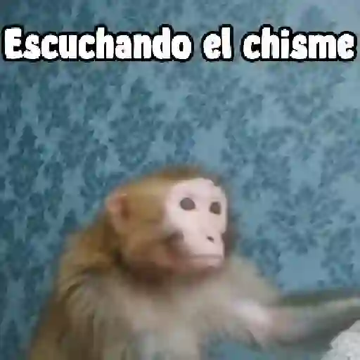 monos y changuitos ⁷ 🦧🦍🐒 preview