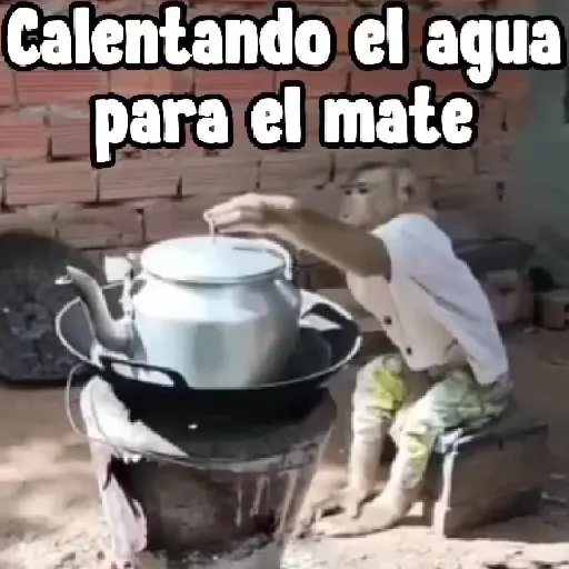 monos y changuitos ⁷ 🦧🦍🐒