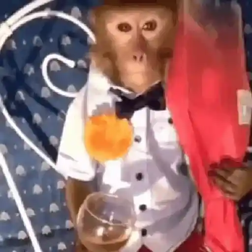 monos y changuitos ⁷ 🦧🦍🐒