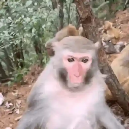 monos y changuitos ⁷ 🦧🦍🐒
