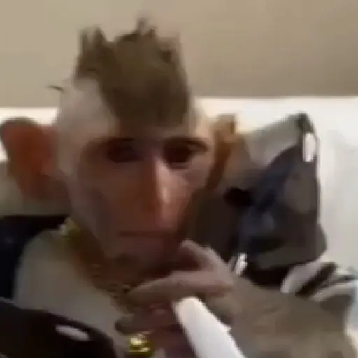 monos y changuitos ⁷ 🦧🦍🐒