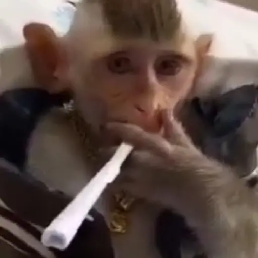 monos y changuitos ⁷ 🦧🦍🐒 preview