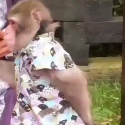 monos y changuitos ⁷ 🦧🦍🐒