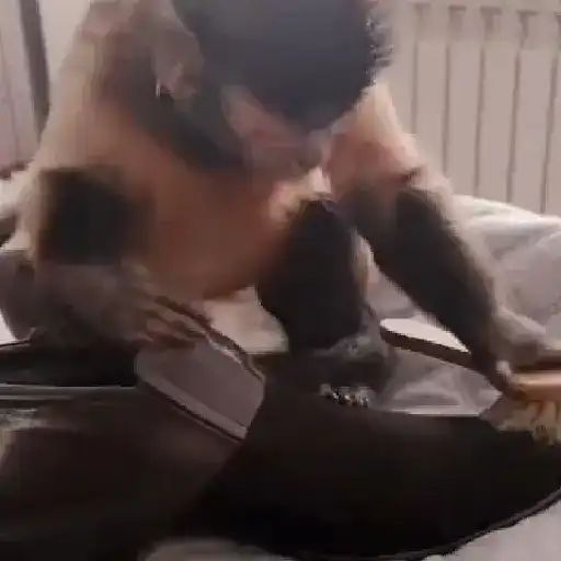 monos y changuitos ⁷ 🦧🦍🐒 preview