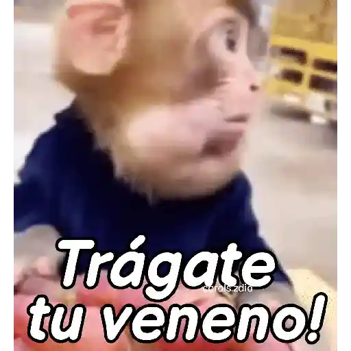 Monos groseros pal chat 🐒🐵