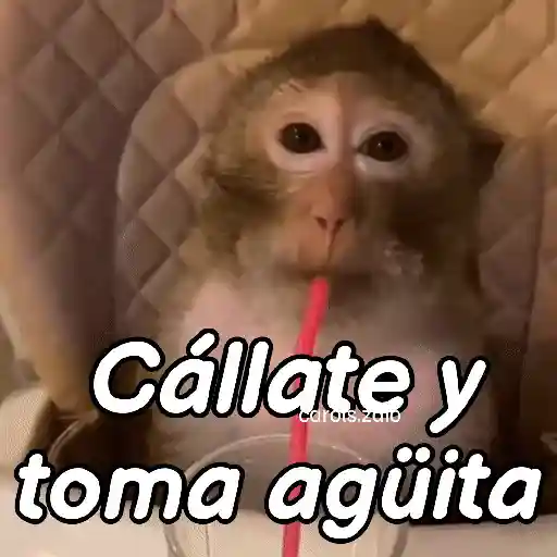 Monos groseros pal chat 🐒🐵 preview