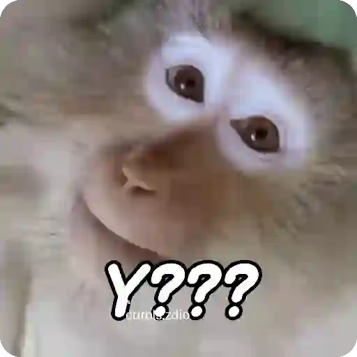 Monos groseros pal chat 🐒🐵