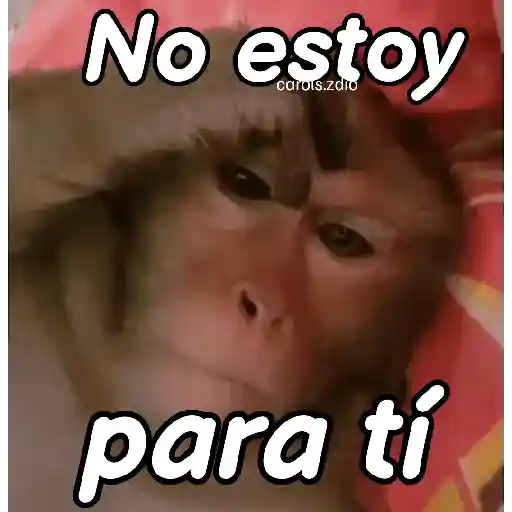 Monos groseros pal chat 🐒🐵