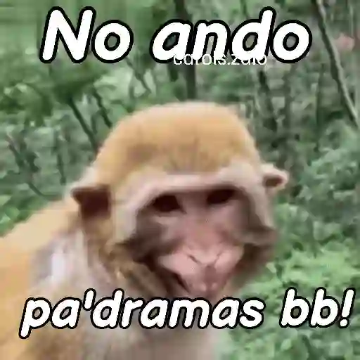 Monos groseros pal chat 🐒🐵