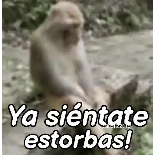 Monos groseros pal chat 🐒🐵