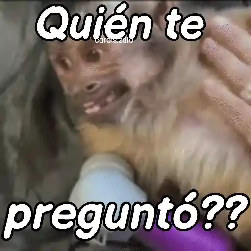 Monos groseros pal chat 🐒🐵