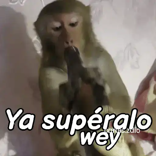 Monos groseros pal chat 🐒🐵