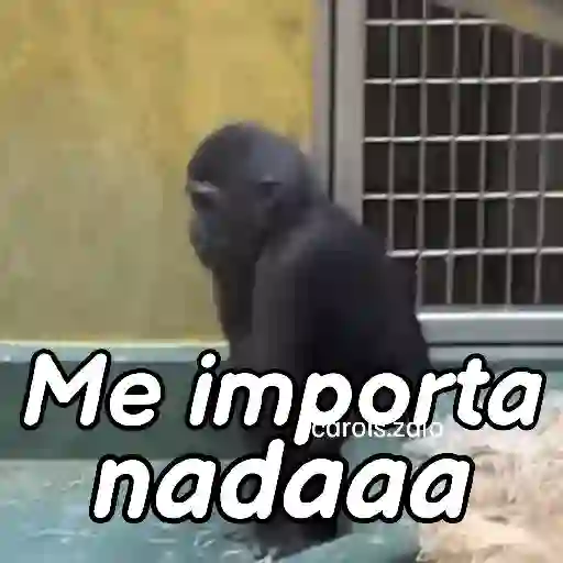 Monos groseros pal chat 🐒🐵