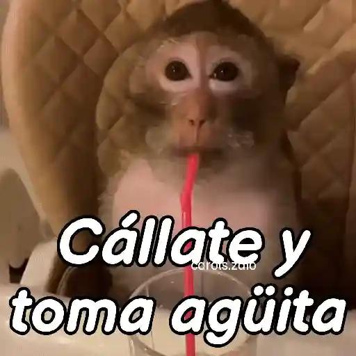 Monos groseros pal chat 🐒🐵