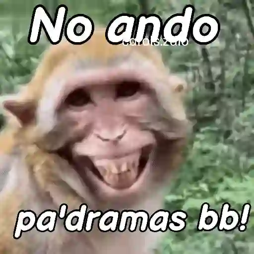 Monos groseros pal chat 🐒🐵 preview