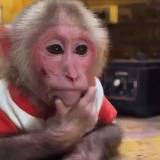 🐒 Monos Random 🇲🇽 🐒