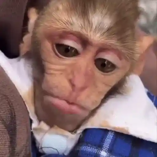 🐒 Monos Random 🇲🇽 🐒 preview