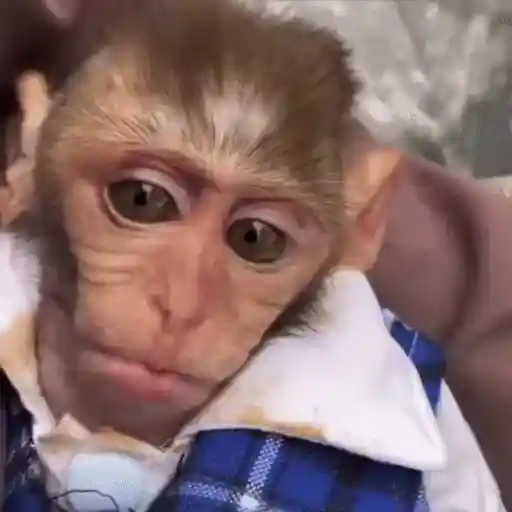 🐒 Monos Random 🇲🇽 🐒