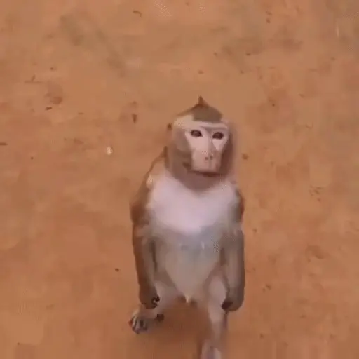 🐒 Monos Random 🇲🇽 🐒