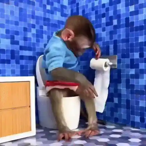 🐒 Monos Random 🇲🇽 🐒
