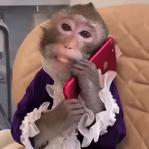 🐒 Monos Random 🇲🇽 🐒