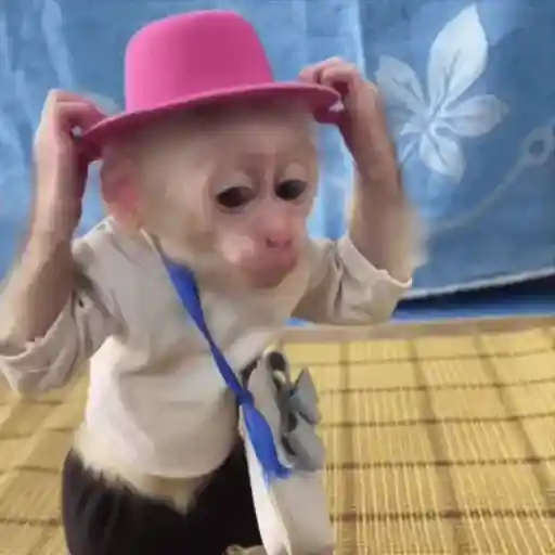 🐒 Monos Random 🇲🇽 🐒