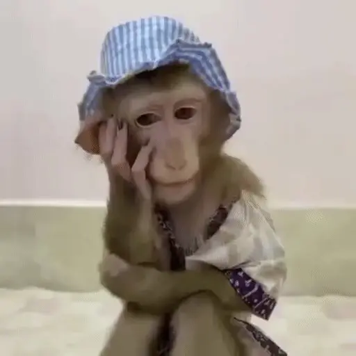 🐒 Monos Random 🇲🇽 🐒