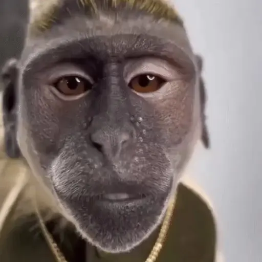 🐒 Monos Random 🇲🇽 🐒
