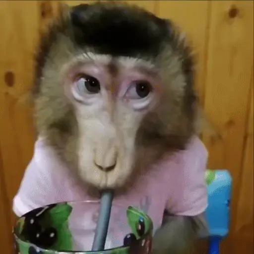 🐒 Monos Random 🇲🇽 🐒