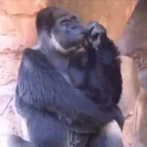🐒 Monos Random 🇲🇽 🐒