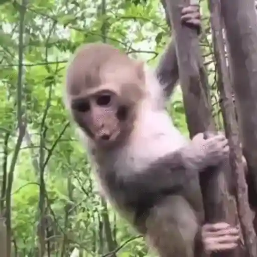 🐒 Monos Random 🇲🇽 🐒