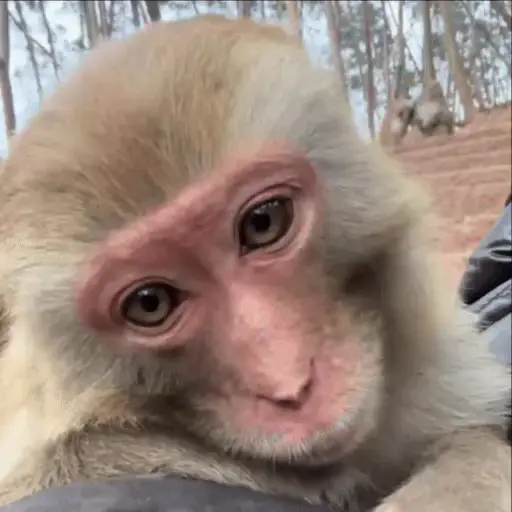 🐒 Monos Random 🇲🇽 🐒