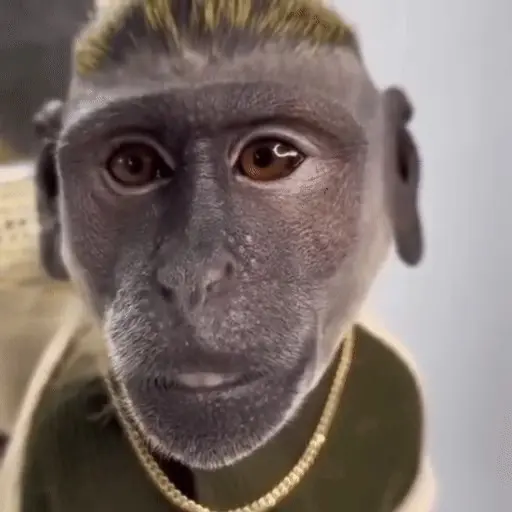 🐒 Monos Random 🇲🇽 🐒 preview
