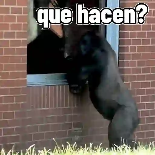 monos🙊