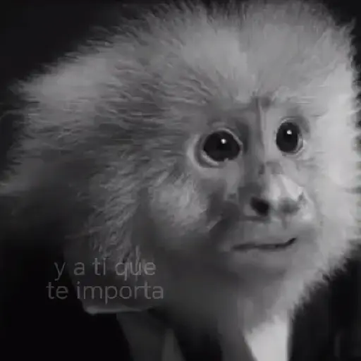 monos🙊