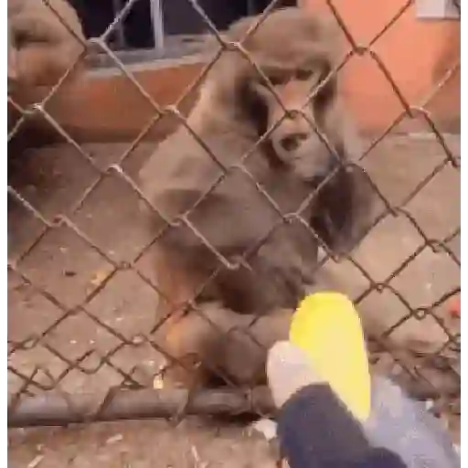 monos🙊