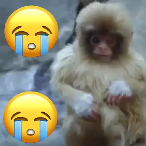 monos🙊
