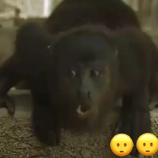 monos🙊