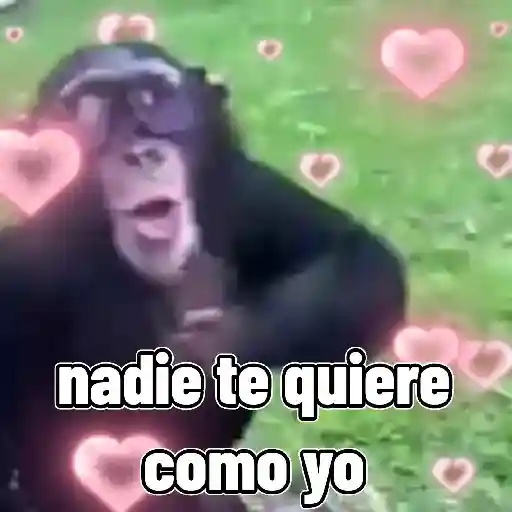 monos🙊 preview