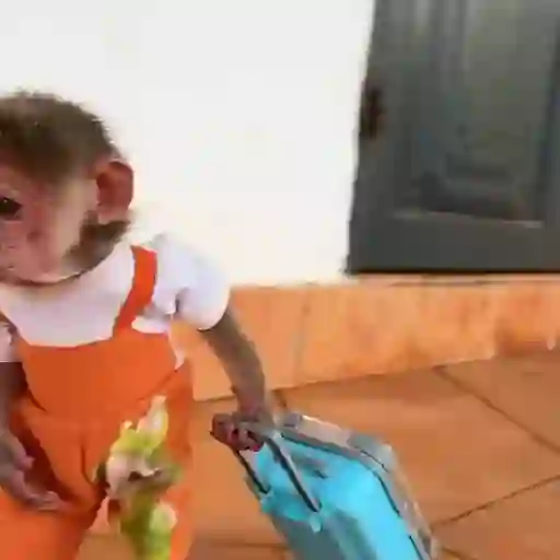 monos 🐵
