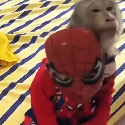 monos 🐵