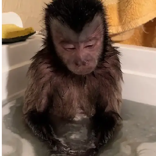 monos 🐵 preview