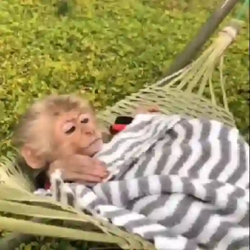 monos 🐵