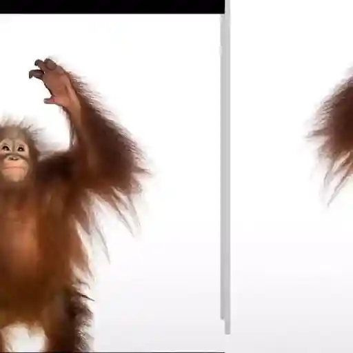 monos 🐵