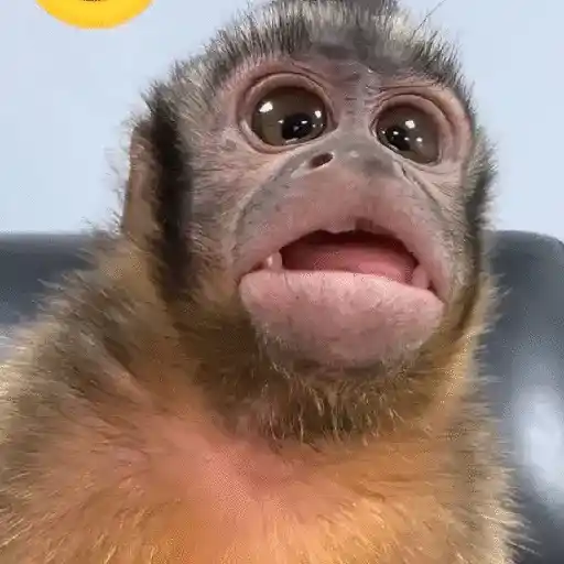 monos 🐵
